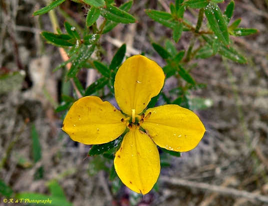 {Rhexia lutea}